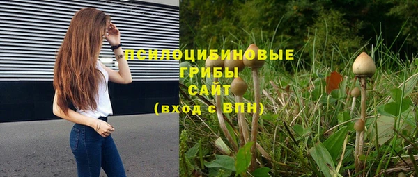 прущие грибы Абинск